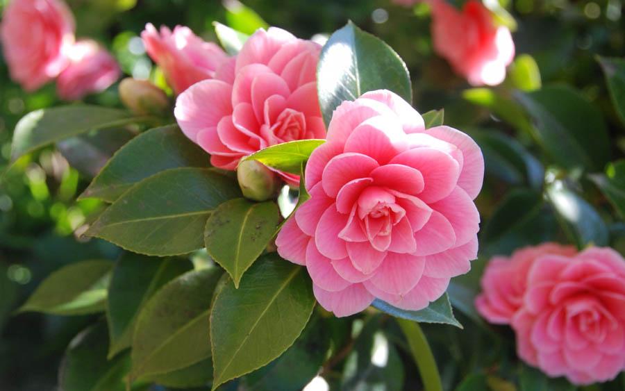 На фото — Японская камелия: прекрасный, но бездушный цветок, у которого нет аромата