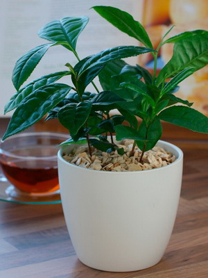 Камелия китайская 17 фото описание и выращивание из семян чайного куста в домашних условиях