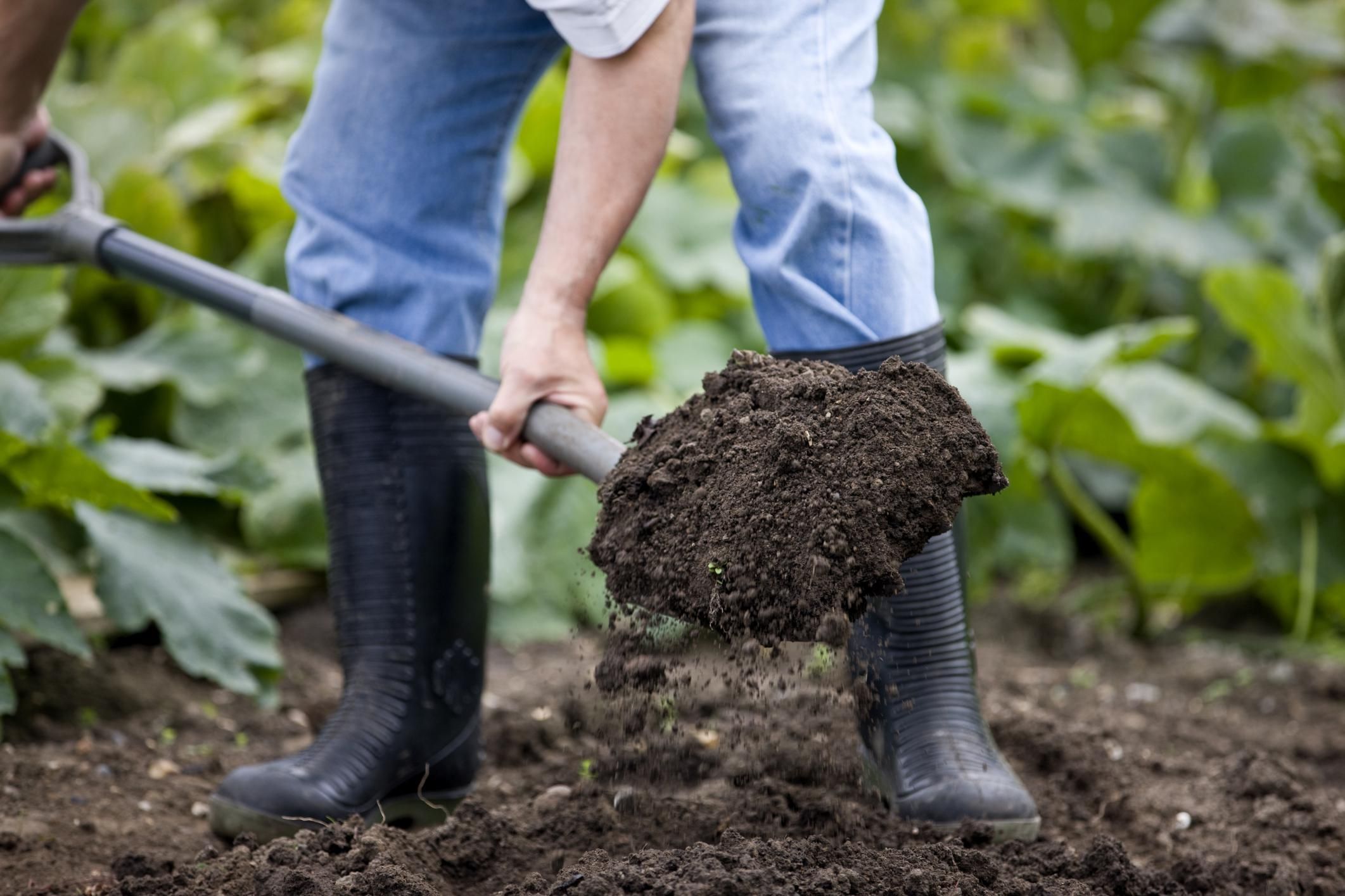 Почву необходимо перекопать и внести компост или перегной