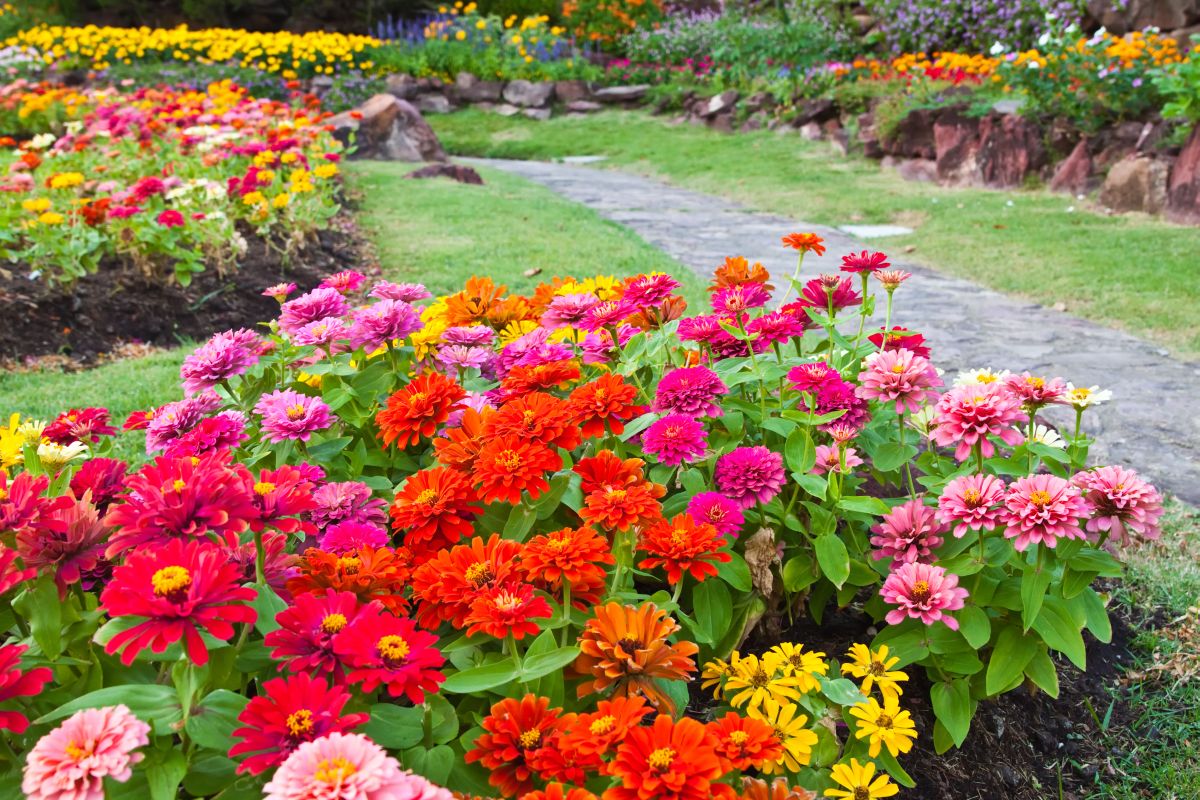 Неброские и скромные цветы циннии — воплощение красоты участка в середине лета. Буйство красок в саду